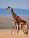 Mom giraffe and her baby in savanna