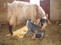 Mom goat licks newborn kids to clean it, motherhood. The first moments of birth, new life, beautiful babies, mother