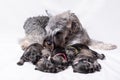 Mom gray miniature schnauzer feeds puppies on a white background. Mom dog is nursing milk from her baby Royalty Free Stock Photo
