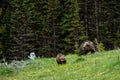 Mom grizzly bear Ursus arctos horribilis with two grizzly cubs in the Banff National Park