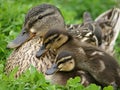 Mom and her Babies Royalty Free Stock Photo