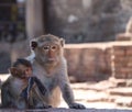 Mom and kid of crab-eating macaque monkey at Phra prang Sam Yot three holy prangs in Lopburi province, Thailand. Royalty Free Stock Photo