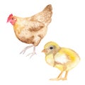 Mom and little chicken watercolor family