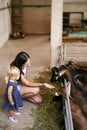 Mom and little girl squatted and feed the goats in the paddock