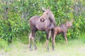 Mom Moose and Baby Calf Royalty Free Stock Photo