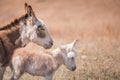 Mom and newborn donkey Royalty Free Stock Photo