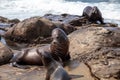 Mom and pup California sea lion Zalophus californianus Royalty Free Stock Photo