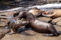 Mom and pup California sea lion Zalophus californianus Royalty Free Stock Photo