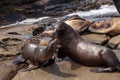 Mom and pup California sea lion Zalophus californianus Royalty Free Stock Photo