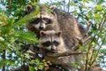 Mom raccoon and her cub on a tree.