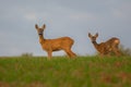 Mom of roe deer with young roe deer is eating grass together, cute view, wildlife from Slovakia