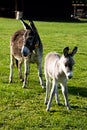 Mom's and a small donkey on the grass Royalty Free Stock Photo