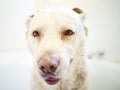 Mom says Im her Mr Handsome. an adorable dog having a bath at home. Royalty Free Stock Photo