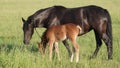 Family of horses, stallions, foal and mares graze on a green field on a sunny summer day Royalty Free Stock Photo