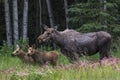 Mom and twin calf moose Royalty Free Stock Photo