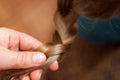 Mom woman weaves braids girl.Hairstyles for a child.