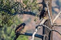 `Mom you just dropped my fish`. Rare find American Bald Eagle Family