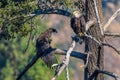 `Mom you just dropped my fish` Rare Sighting American Bald Eagle in Southern California Series