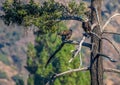 `Mom you just dropped my fish` Rare Sighting American Bald Eagle in Southern California Series