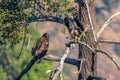 `Mom you just dropped my fish` Rare Sighting American Bald Eagle in Southern California Series