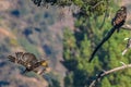 `Mom you just dropped my fish` Rare Sighting American Bald Eagle in Southern California Series