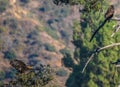 `Mom you just dropped my fish` Rare Sighting American Bald Eagle in Southern California Series