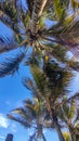 coast kenya mombasa, sunrise at sea. Indian ocean at sunrise, palm trees and a view to the horizon. Beautiful morning at the beach Royalty Free Stock Photo