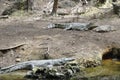 Mombasa City: Two giant crocodiles in Haller Park