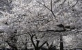 The moment when the cherry blossom blizzard dances beautifully