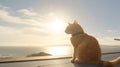 A moment of ethereal elegance: a cat bathed in golden hour's glow