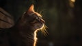 A moment of ethereal elegance: a cat bathed in golden hour's glow