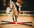 The moment a horse with a rider jumps over a small barrier at a show jumping competition. The world of equestrian sports and