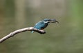 The moment kingfisher catch the fish, the fish struggle in the bird`s mouth Royalty Free Stock Photo