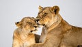 Tender Moment Between Two Lionesses on White Royalty Free Stock Photo