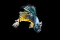 Moment of siamese fighting fish, betta splendens,aquarium fish o Royalty Free Stock Photo