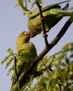 Moment of tenderness between a pair of rose-ringed parrots