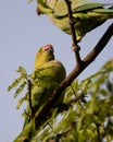 Moment of tenderness between a pair of rose-ringed parrots