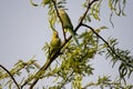 Moment of tenderness between a pair of rose-ringed parrots