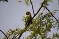 Moment of tenderness between a pair of rose-ringed parrots