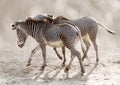 Moment of tenderness between a pair of zebras