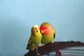 Moment of tenderness between a parrots of different species