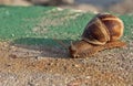 Momentum of a snail Royalty Free Stock Photo