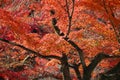 Momiji in Japan