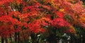 Momiji, Japanese maple in autumn season