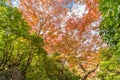 Momiji (Maple tree) Autnum leaves landscape near Ruriko-in Komyo-ji temple. Kyoto, Japan Royalty Free Stock Photo