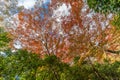 Momiji (Maple tree) Autnum leaves landscape near Ruriko-in Komyo-ji temple. Kyoto, Japan. Royalty Free Stock Photo