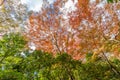 Momiji (Maple tree) Autnum leaves landscape near Ruriko-in Komyo-ji temple. Momiji (Maple tree) Autnum leaves landscape near Rurik Royalty Free Stock Photo