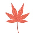 Momiji, maple tree leaf in autumn hand drawn illustration.