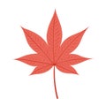 Momiji, maple tree leaf in autumn hand drawn illustration.