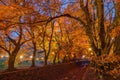 The Momiji or Maple will light up at night.